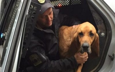 Missing Connecticut State Police Search Dog Found Safe
