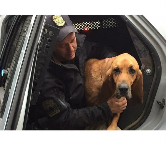 Missing Connecticut State Police Search Dog Found Safe