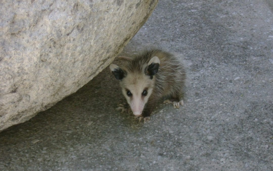 Opossum Breaks Into Liquor Store and Gets Drunk on Bourbon