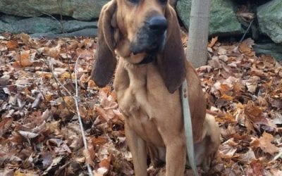 Search is on for a missing Connecticut State Police search-and-rescue dog
