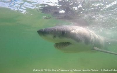 Quincy Quarry News Weekly Fish Wrap: Things heat up with a losing trifecta. #mayorkoch #cityofquincy #mbta