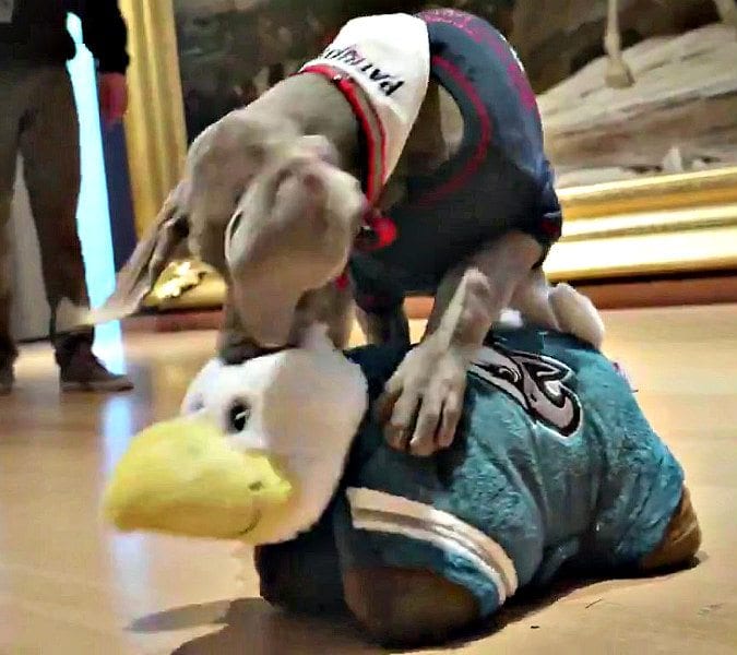 Riley-eats-eagle-1125 | Quincy News About Quincy Massachusetts