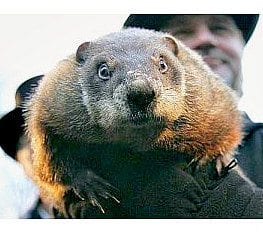 ground-hog-get-you-finger-outta-there-1125 | Quincy News About Quincy Massachusetts