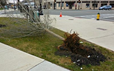 Quincy Center Tree and Traffic Light Double Whacking