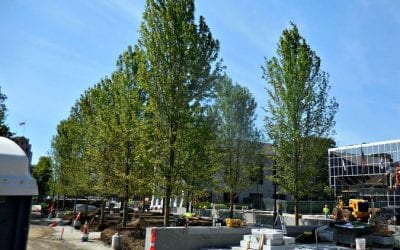 Latest Quincy City Hall Cover-Up opts to go Green?