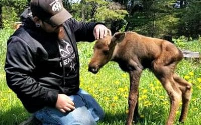 Baby Moose once on the loose is now a star at Maine Wildlife Park!