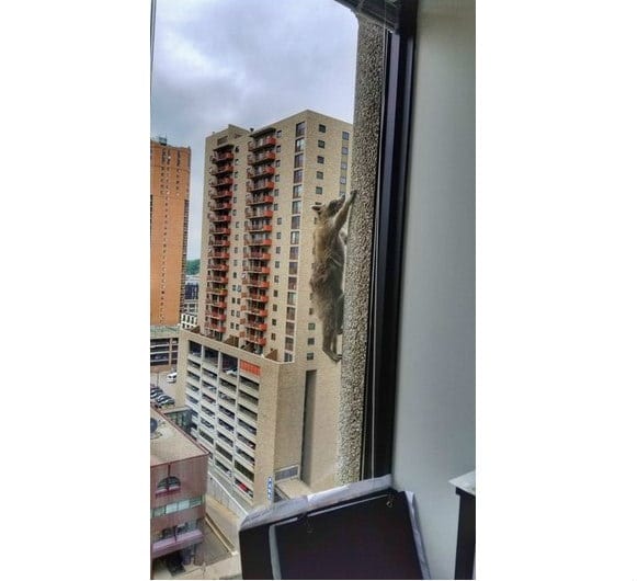 Raccoon Reaches Roof After Scaling Downtown Tower