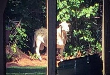 Lamb on the lam in Mansfield