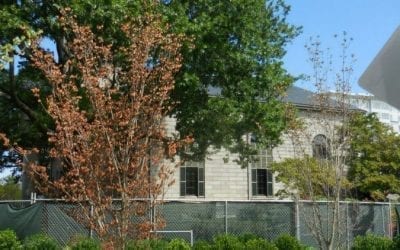 Hancock/Adams Common suffers its first tree killings