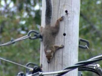 Squirrels Blamed For North Shore Power Outages
