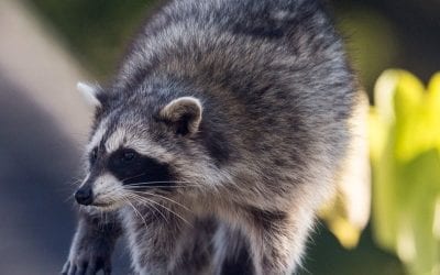 Toronto’s “Über-Raccoon” dumpster divers cannot be stopped