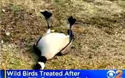 Prescription Pills Dumped At Park Sicken Birds