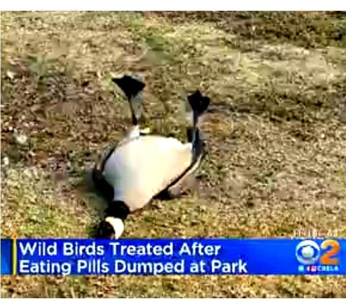 Prescription Pills Dumped At Park Sicken Birds