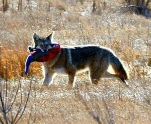 Holiday Greetings and gifts for at least some!