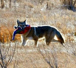 Holiday Greetings and gifts for at least some!