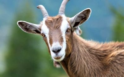 Californians Start “Goat Fund Me” Campaign in Effort to Bring Goat Farmers to City to Prevent Wildfires