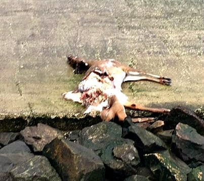 Deer dead at Public Landing