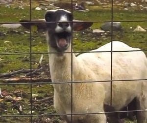 Goat escapes abusive confinement and leads Police to save other confined animals