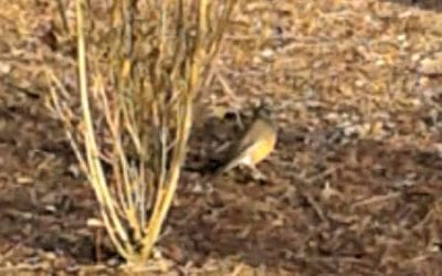 Quincy Center is visited by a spring robin!