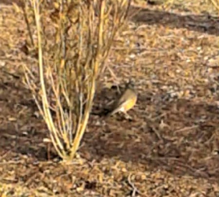 robin-march-14.2019-1125 | Quincy News About Quincy Massachusetts