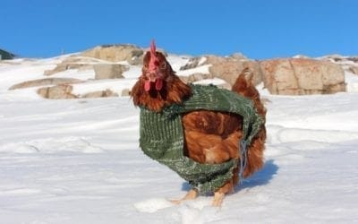 Fried?  Pick up some Fried Chicken!