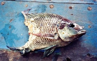 Quincy Quarry Weekly Fish Wrap: Copper for coppers!