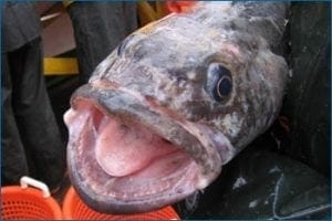 Fish laughing higher res | Quincy News About Quincy Massachusetts | Quincy Ma | quincy news