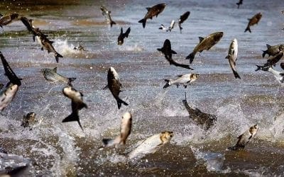 Quincy Quarry Weekly Fish Wrap: Election Stress Disorder happens