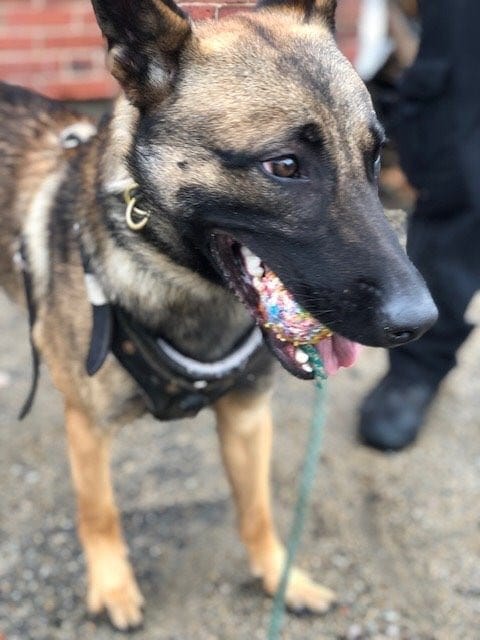 Welcome New K-9 to the Quincy Police Department!