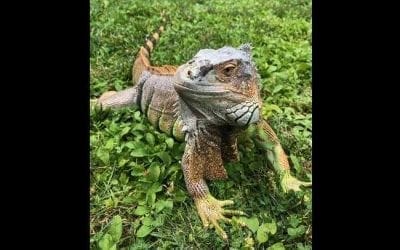 Animal Rescue League seeks owner of five foot long iguana found in Quincy Point