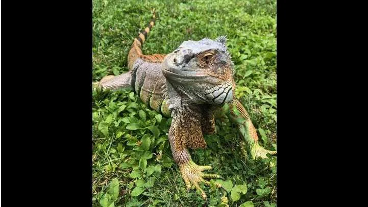 Animal Rescue League seeks owner of five foot long iguana found in Quincy Point iguana-jpg-1562931541