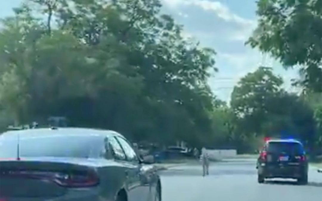 Zebras escape and then run amok in a Texas city