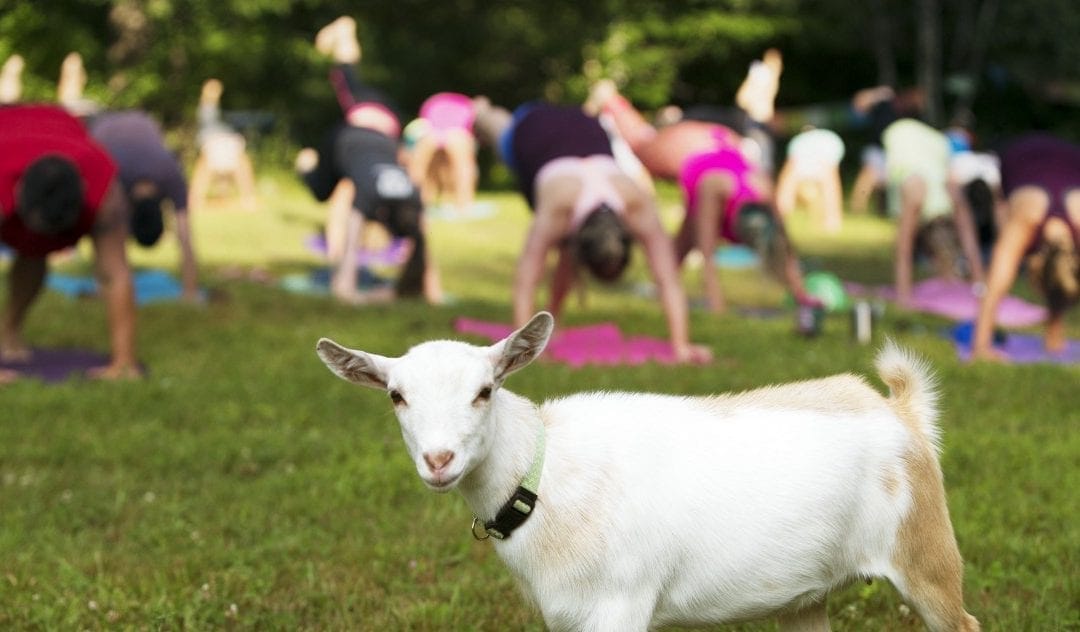 Blessings of the Goat Yoga Revolution?