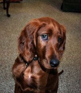 rudy-flirt-2 | Quincy News About Quincy Massachusetts