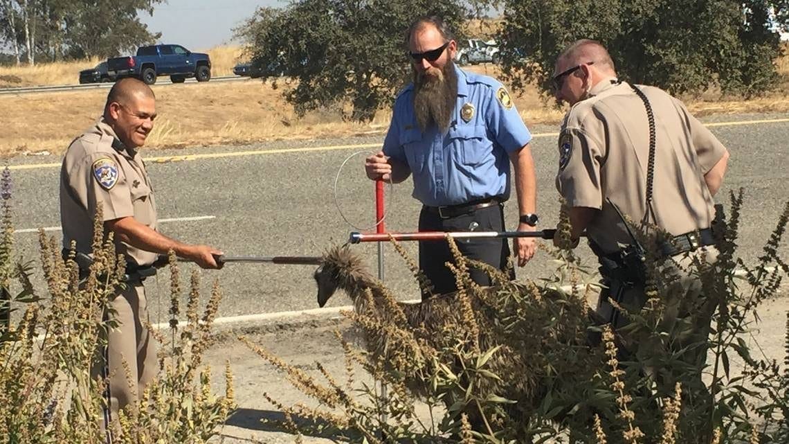 ostrich-cal-highway-patrol-via-ap | Quincy News About Quincy Massachusetts