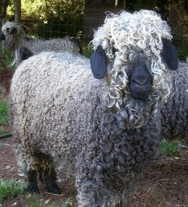 Angora_Goat-wikipedia | Quincy News About Quincy Massachusetts