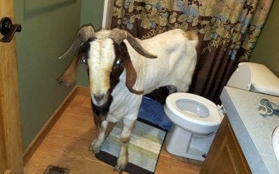Goat rams through sliding glass door, naps inside bathroom