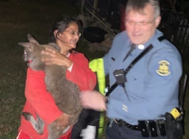 Emotional Support Kangaroo Reunited With Owner After Escape