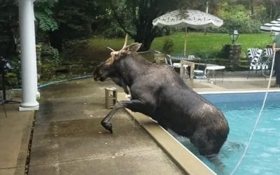 Moose gets loose after getting stuck in a pool – see the video!