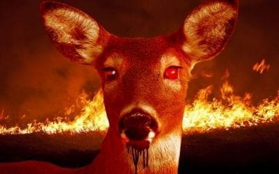 Man shoots deer, buck regains consciousness and kills the man