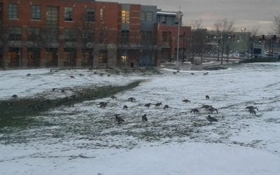 Snowbirds overrun local school