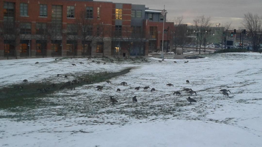 Snowbirds overrun local school