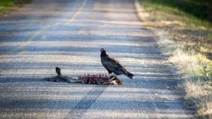 Roadkill-live-science | Quincy News About Quincy Massachusetts