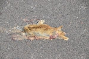 road-kill-123rf.com | Quincy News About Quincy Massachusetts