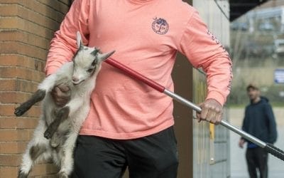 Wayward goat removed from package store in Worcester