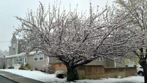 snow-april-18-2020-1 | Quincy News About Quincy Massachusetts