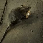 24xp-virus-rats-pix-facebookJumbo