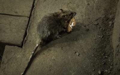 Rats desperately searching for food during pandemic given a dramatic reduction in food sources