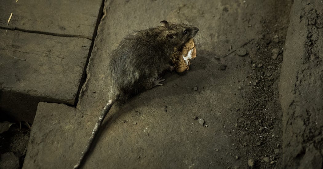 Rats desperately searching for food during pandemic given a dramatic reduction in food sources