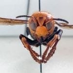giant-hornet-Washington-Invasive-Species-Council-CNN